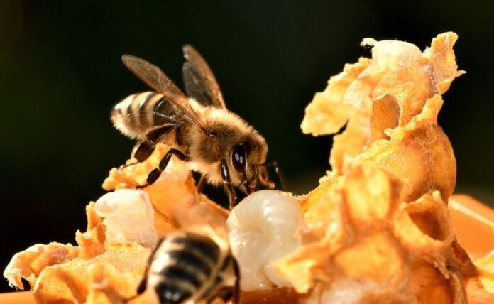 Without bees, we could not eat fruits only edible tubers - The Yucatan Times